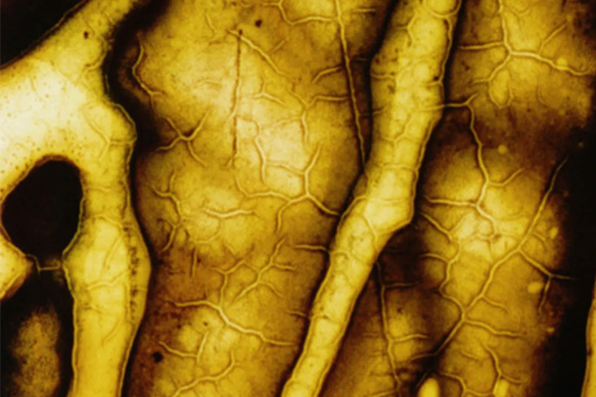 Visuel : Rencontre "Plantes en mouvement"