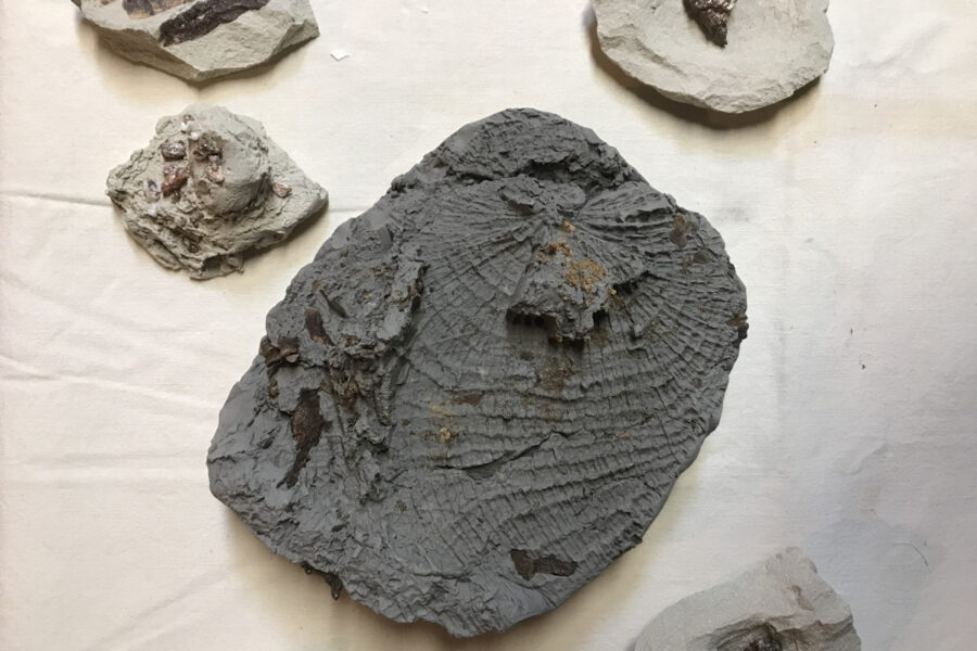 Photo : Mathias Mareschal, résidence d'artiste 2025